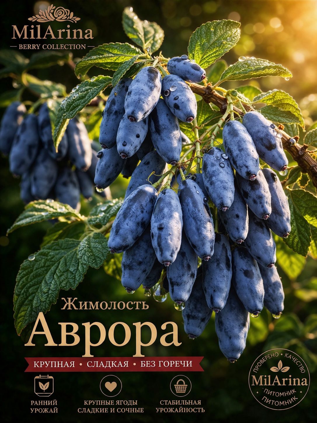 Саженецжимолости