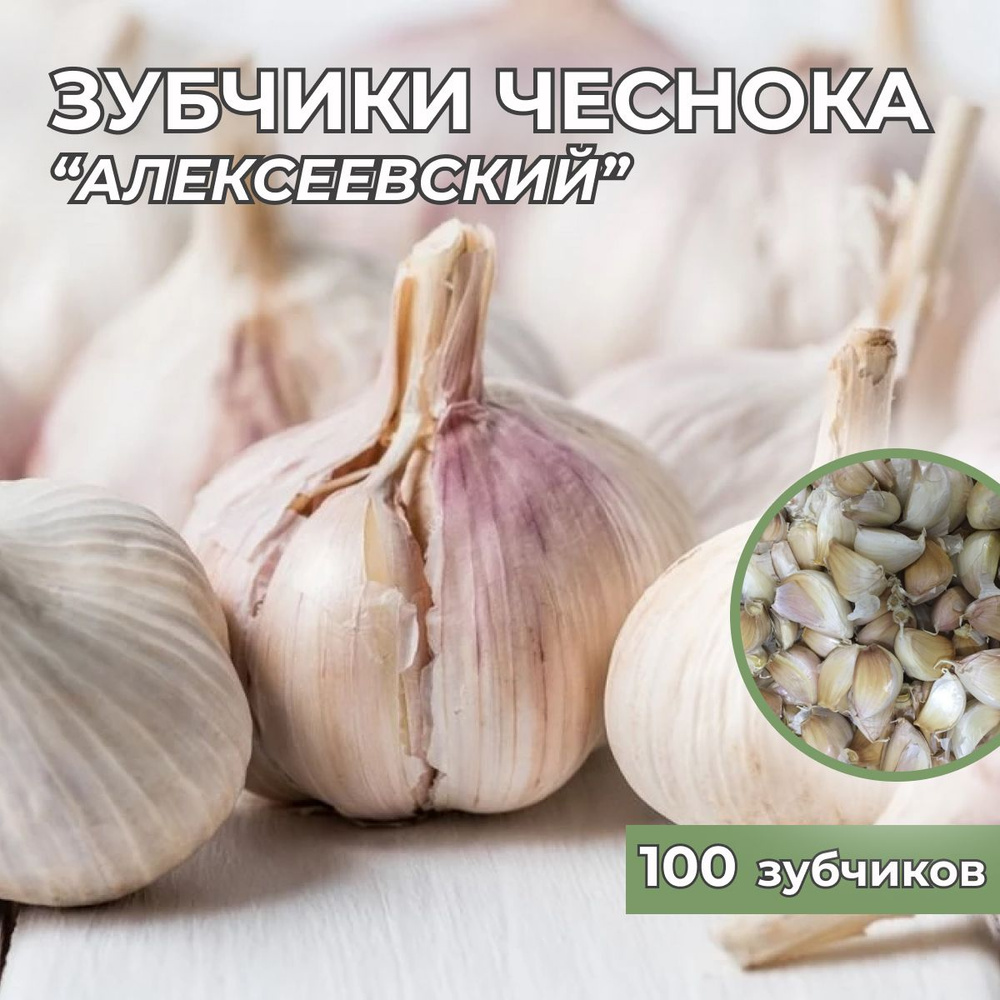 Зубчики чеснока на посадку "Алексеевский" 100шт #1