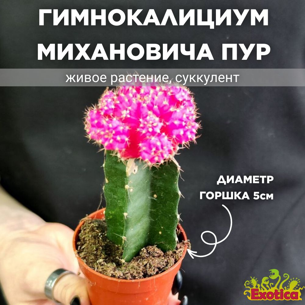 Кактус Гимнокалициум Михановича Пурпурный (Gymnocalycium Mihanovichii Purple) D5см  #1