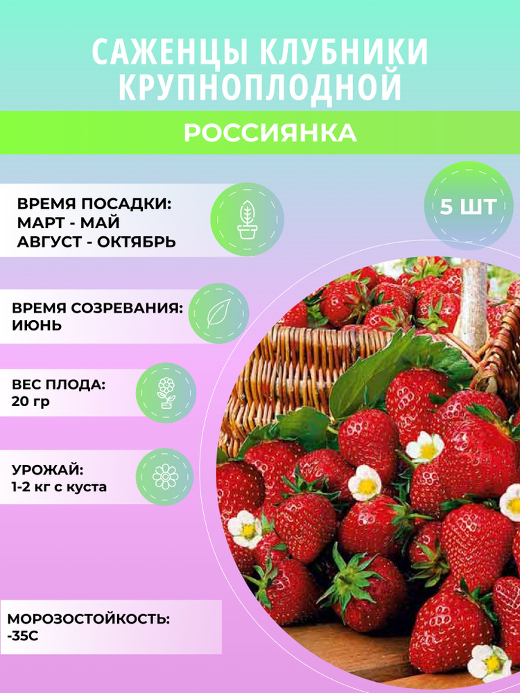 Клубника Россиянка саженцы, крупноплодная и ремонтантная, ягодные кусты 5 шт  #1