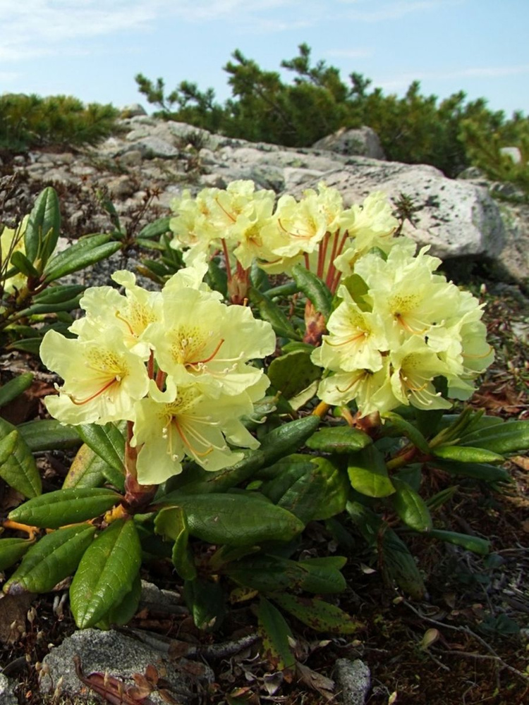 Семена Рододендрон золотистый (Rhododendron aureum), 25 штук #1