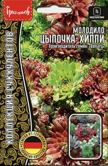 Молодило Цыпочка-Хиппи, 1 пакет, семена 5 шт, ЧК #1