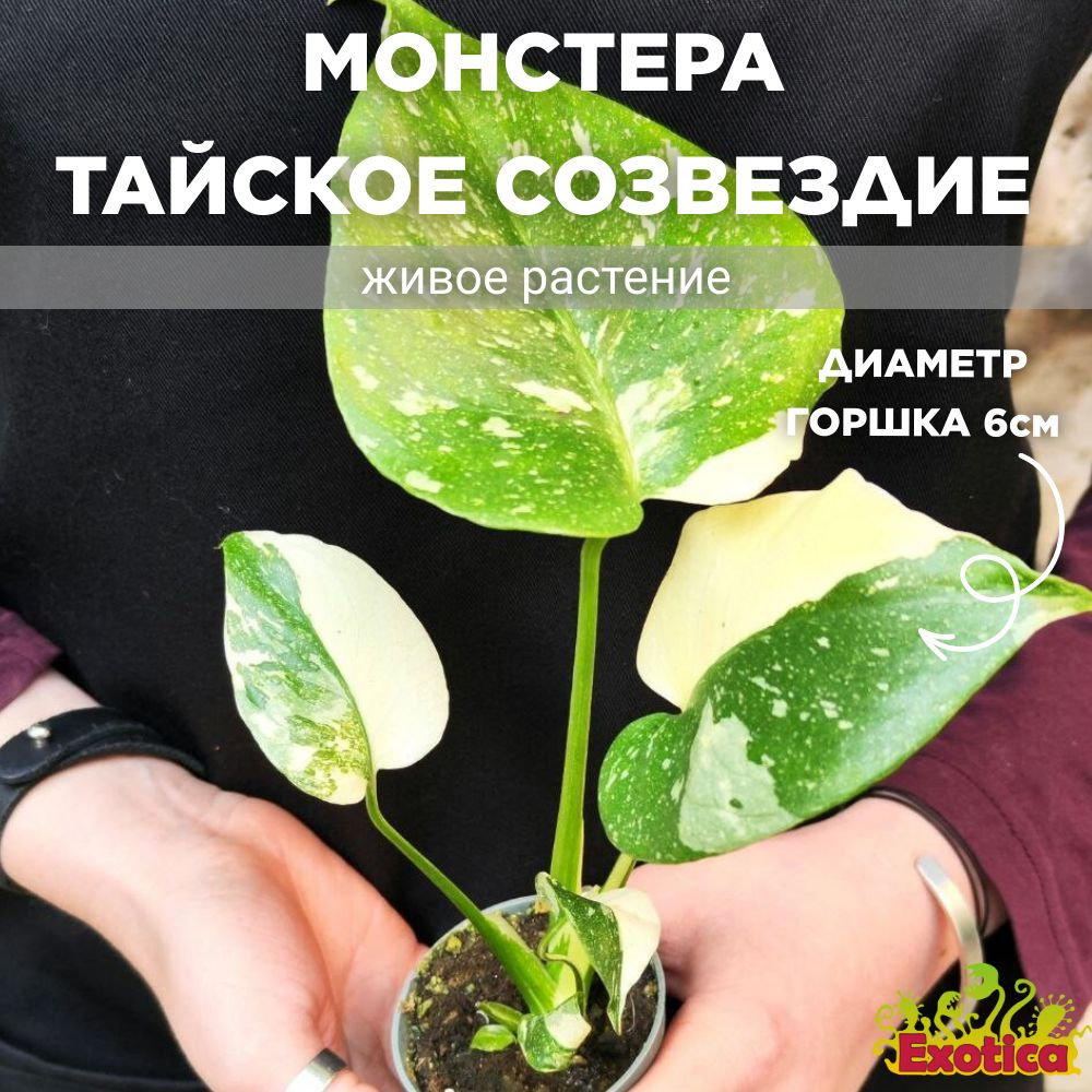 Монстера Деликатесная 