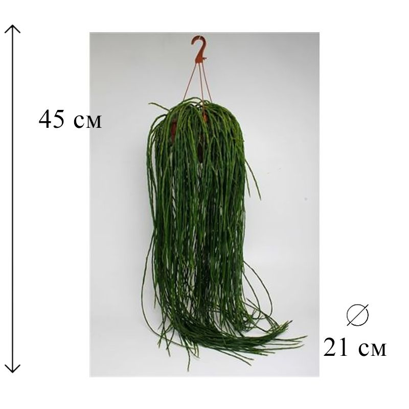 Рипсалис Парадокса подвесной D-21 H-45 см #1