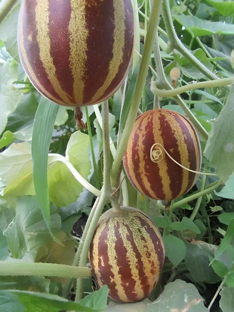 Етік киген эротикалық жетілген қаншық