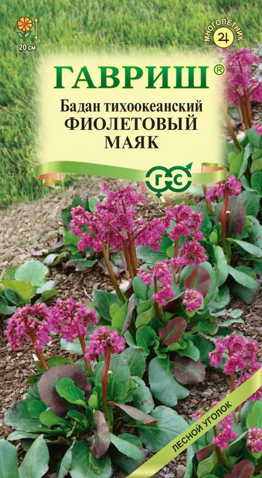 Семена БАДАН многолетний ТИХООКЕАНСКИЙ ФИОЛЕТОВЫЙ МАЯК (0,01 грамм) Гавриш  #1