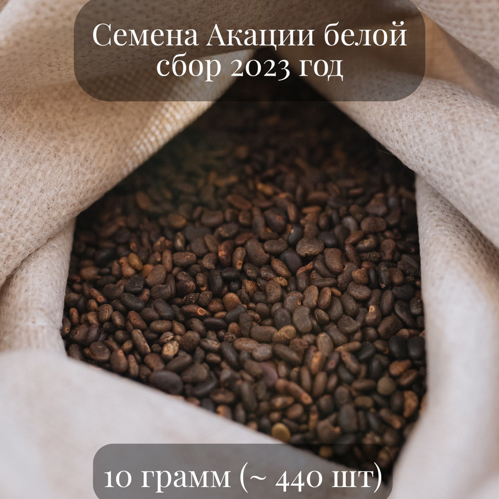 Семена Акации белой, 10 грамм (примерно 440 шт) #1