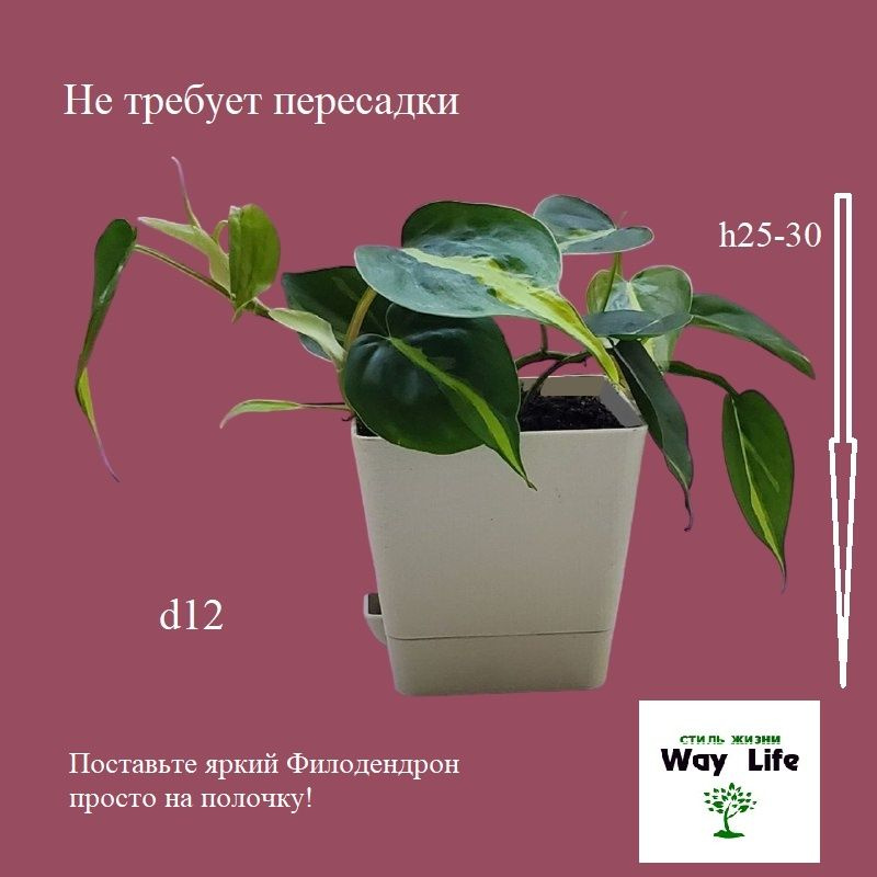 Филодендрон Сканденс Бразил пятнистый Philodendron Scandens Brazil d12  #1