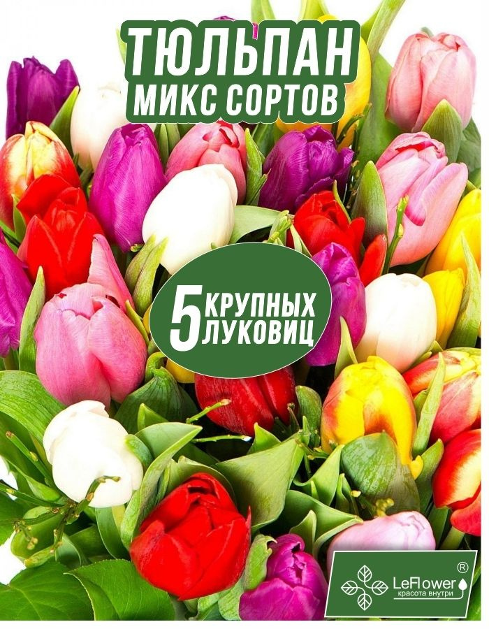 Тюльпан Луковица, Микс сортов 5 шт, крупный разбор #1