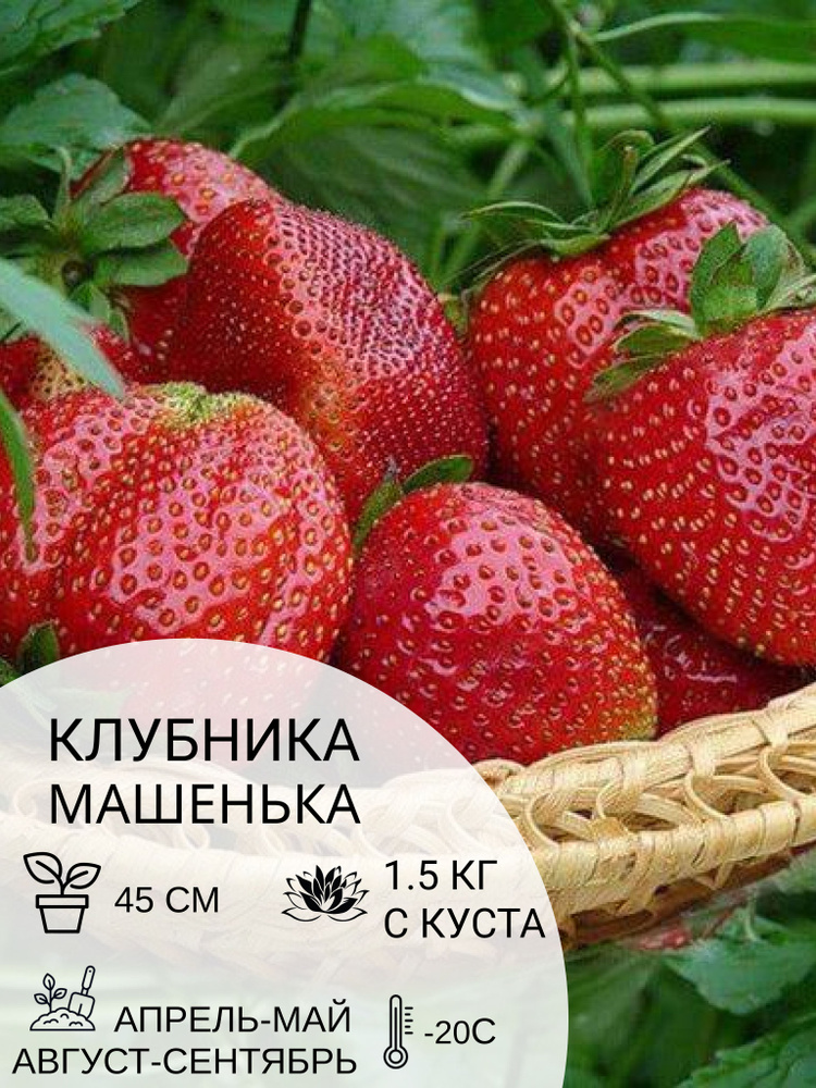 Клубника Машенька, саженцы ягодных кустарников крупноплодные и ремонтантные  #1