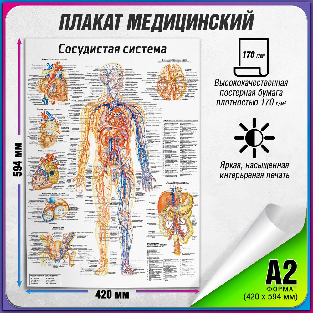 Информационный медицинский плакат "Сосудистая система человека" / А-2 (42x60 см.)  #1