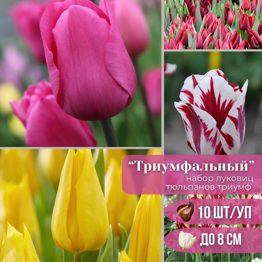 Тюльпаны Триумф микс 10 шт #1