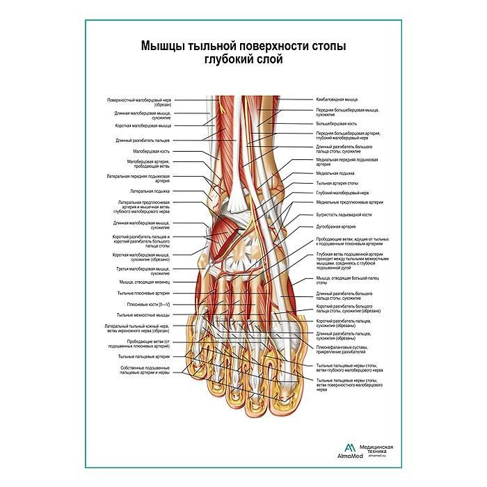 Обучающий плакат "Мышцы тыльной поверхности стопы, глубокий слой", размер А1+, глянцевый холст от 200г/м2 #1