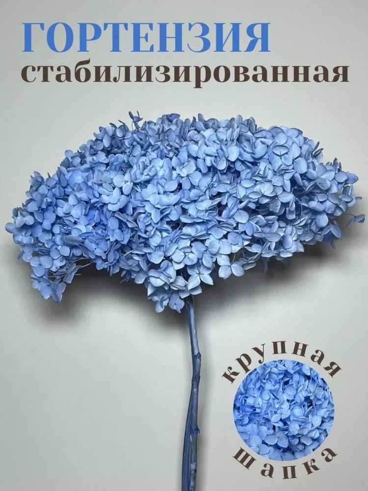 Стабилизированные цветы Гортензия 55 см 1 шт голубой #1