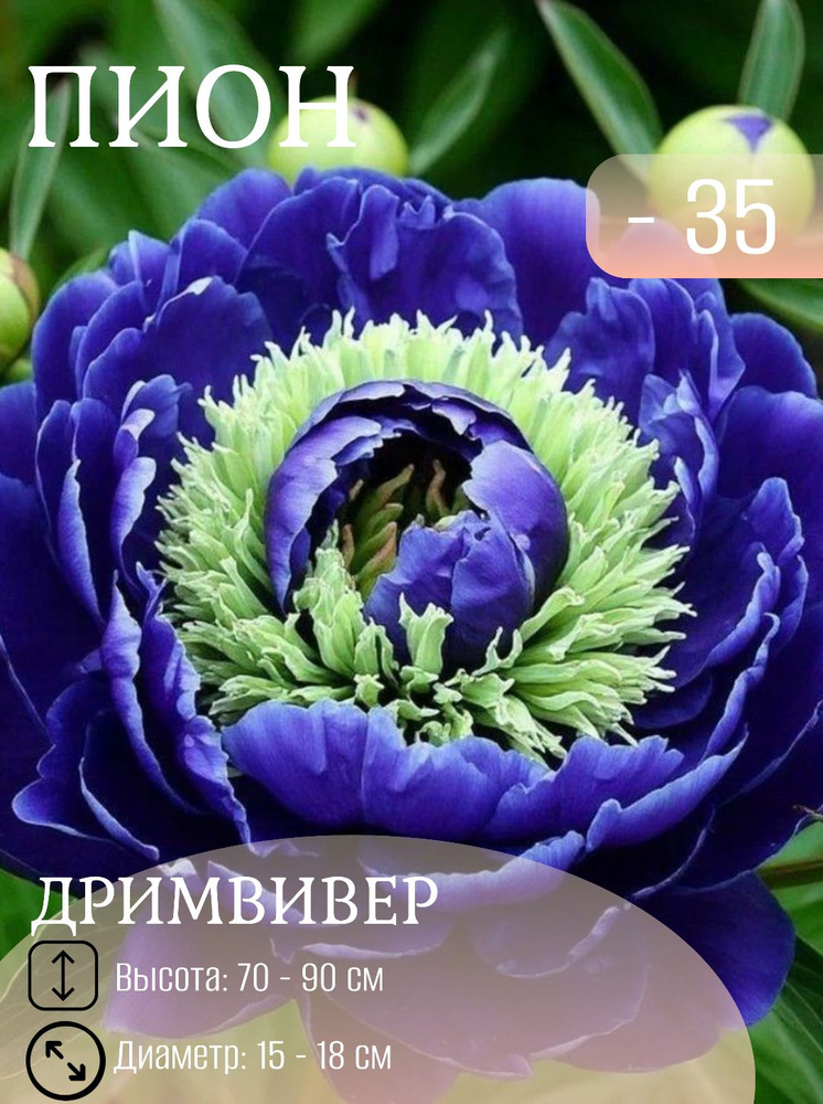 Пион саженцы многолетние #1