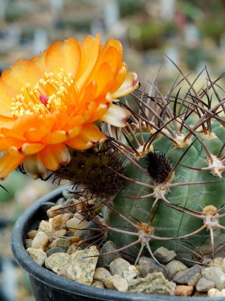 Семена Кактус Acanthocalycium munitum DH10, 5 штук #1