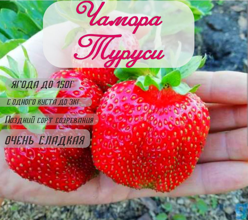 Клубника Чамора Туруси #1