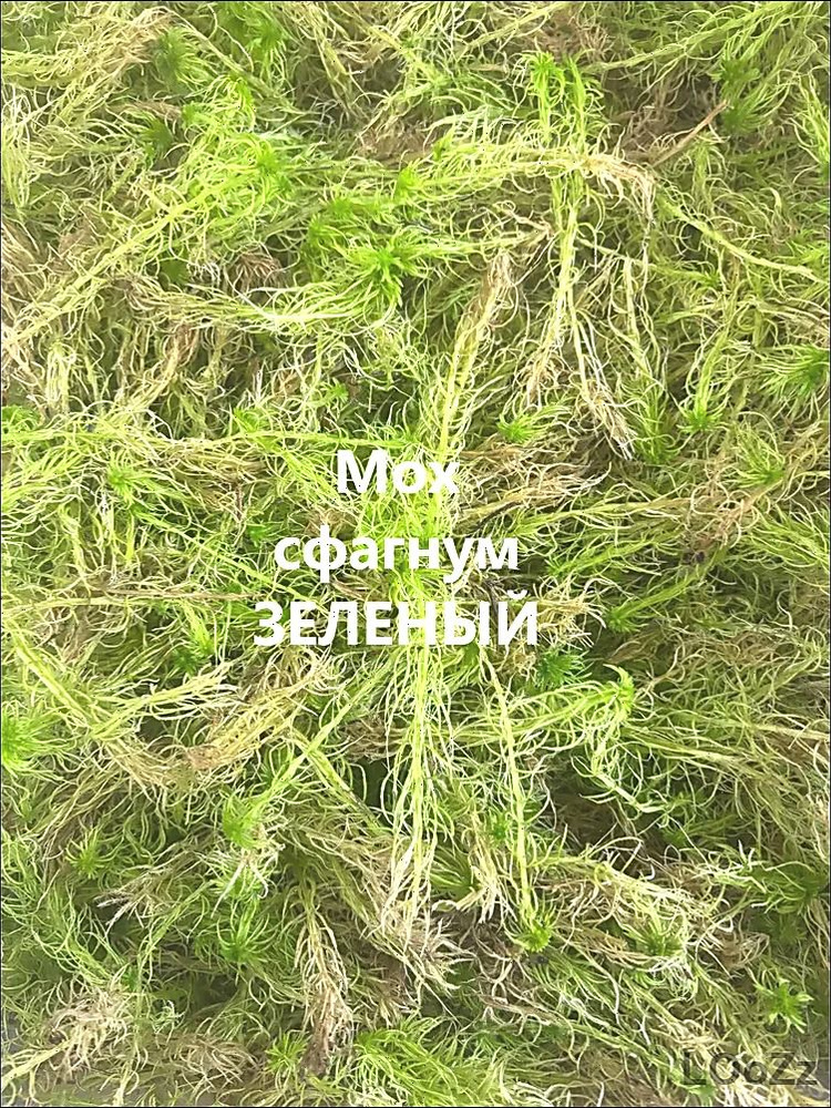 Мох #1