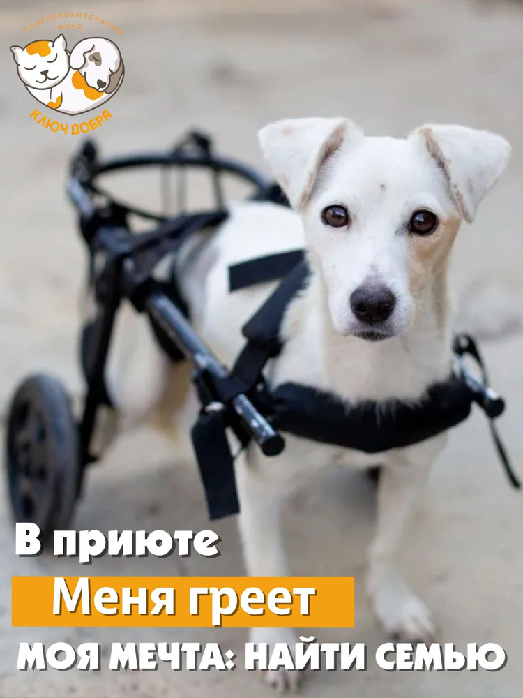 Помочь собаке Сонечке найти дом #1