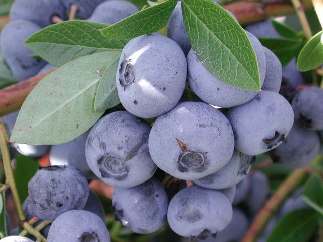 Голубика описание сорта фото Голубика описание сорта фото