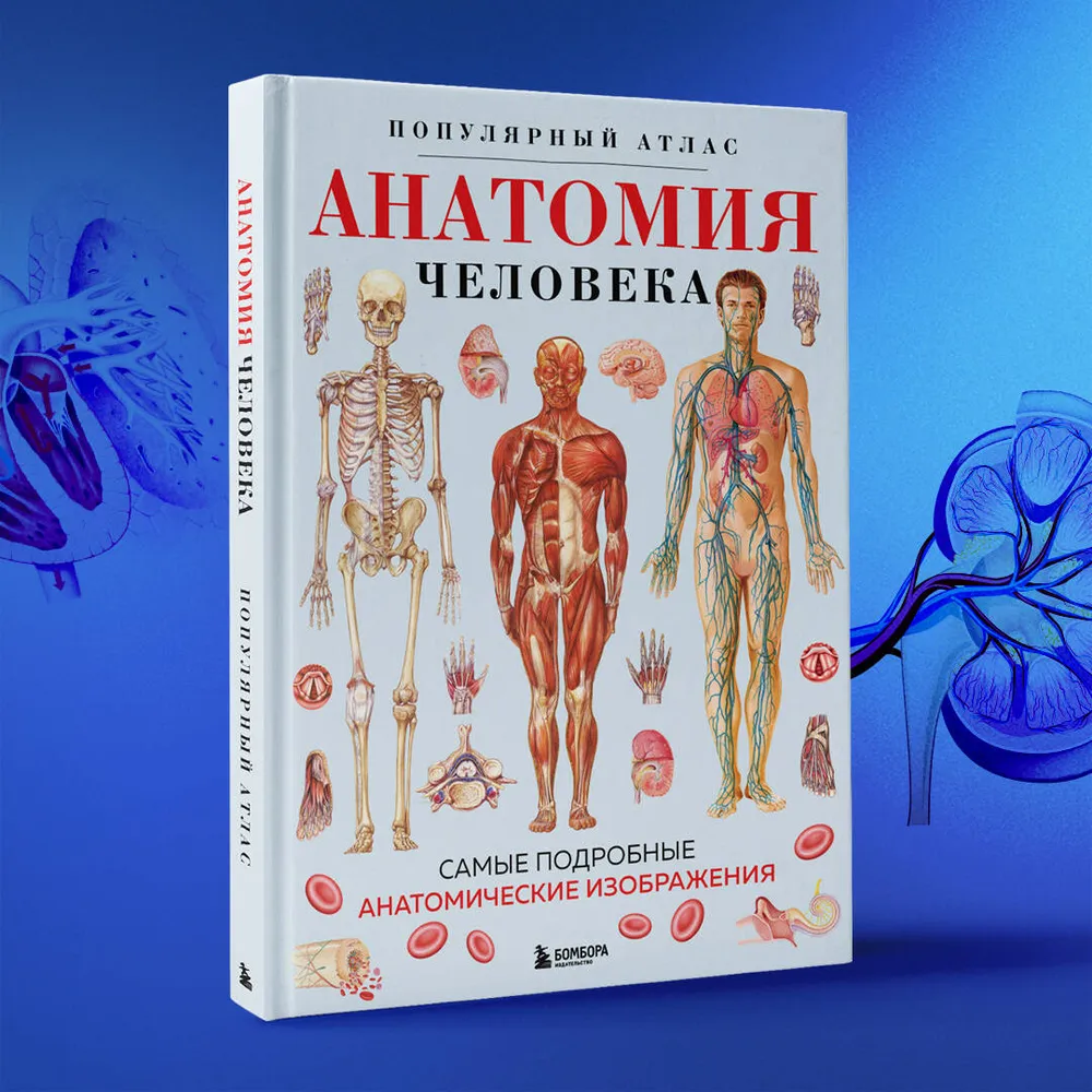 Анатомия человека. Популярный атлас. Самые подробные анатомические изображения, вариант, фото 6