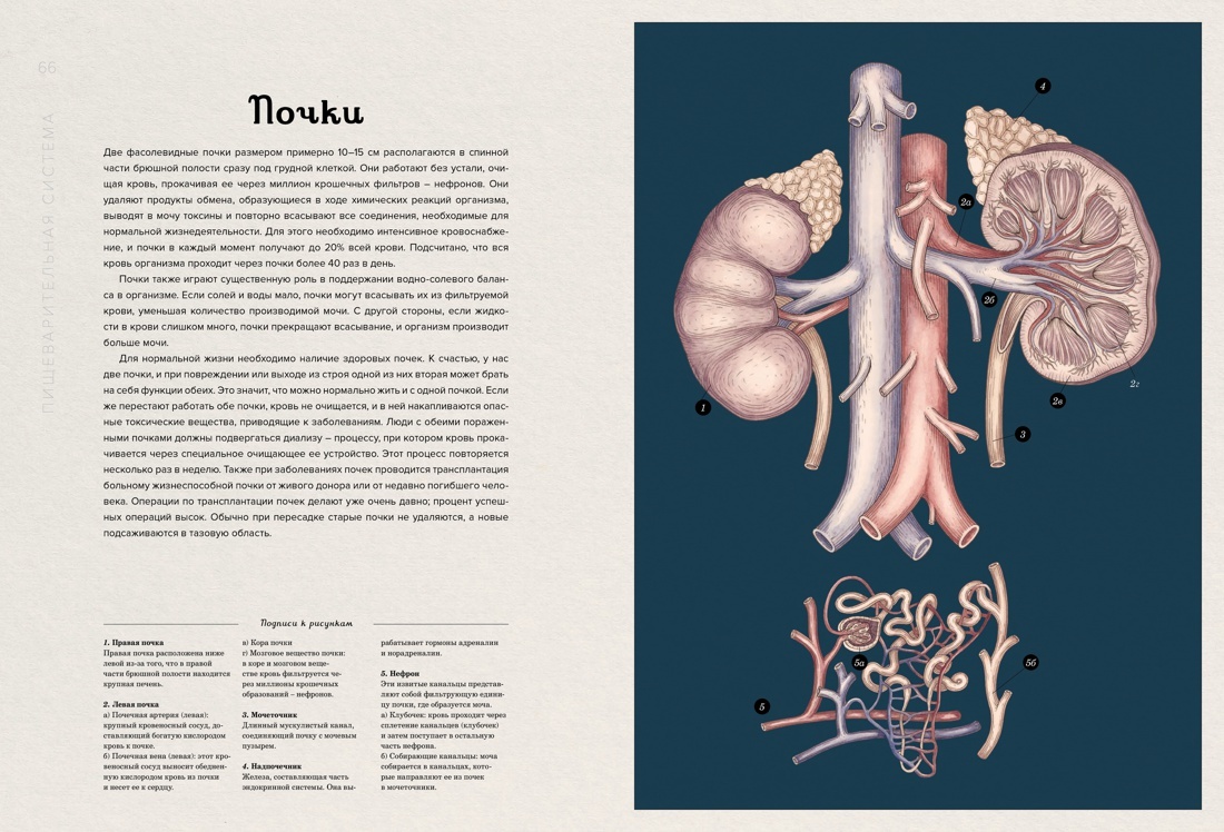 Анатомикум. Энциклопедия для детей | Anatomicum: Encyclopedia for Children - Ozon image 4