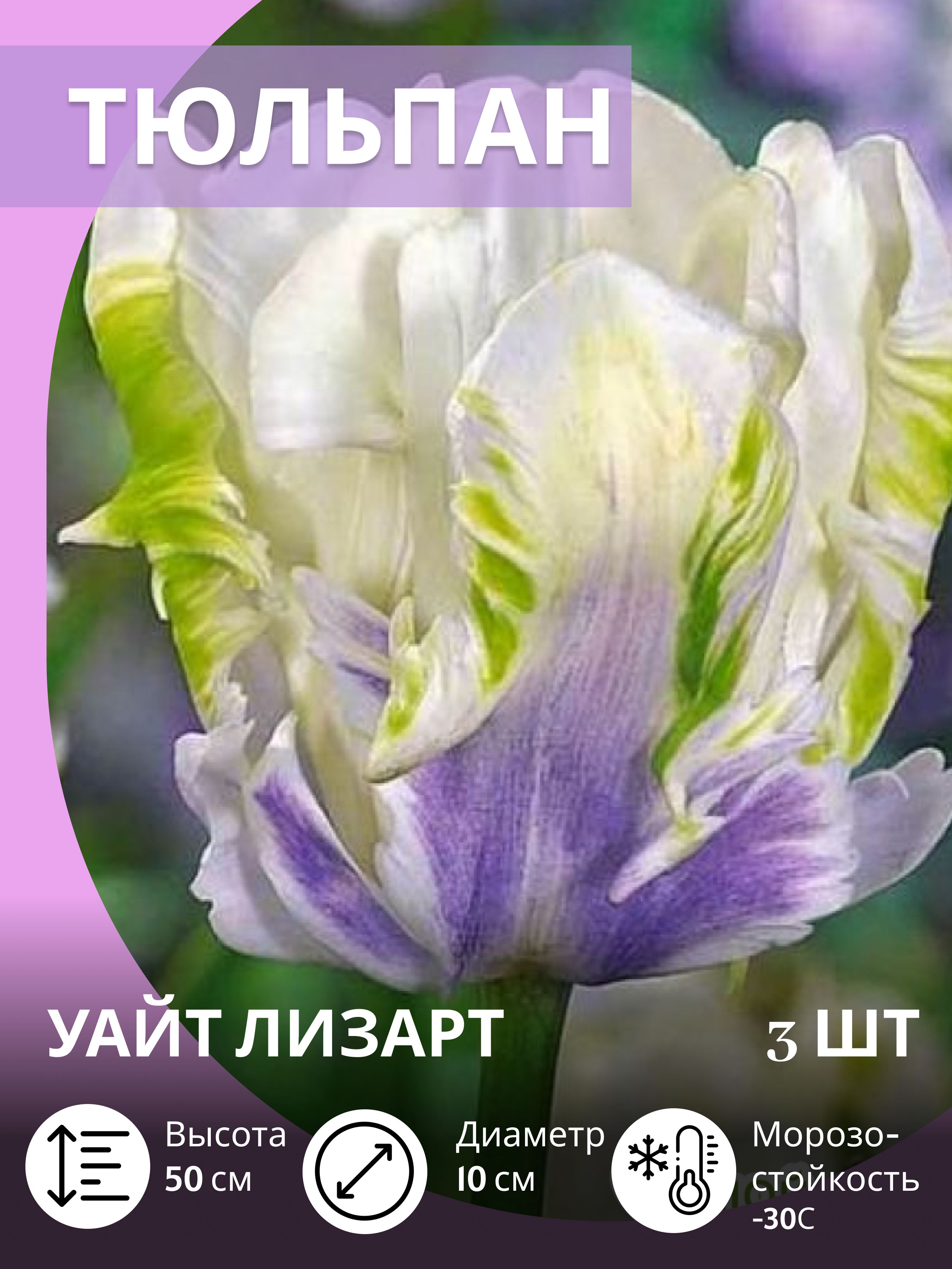 Тюльпанылуковицымноголетниекрупные,3шт