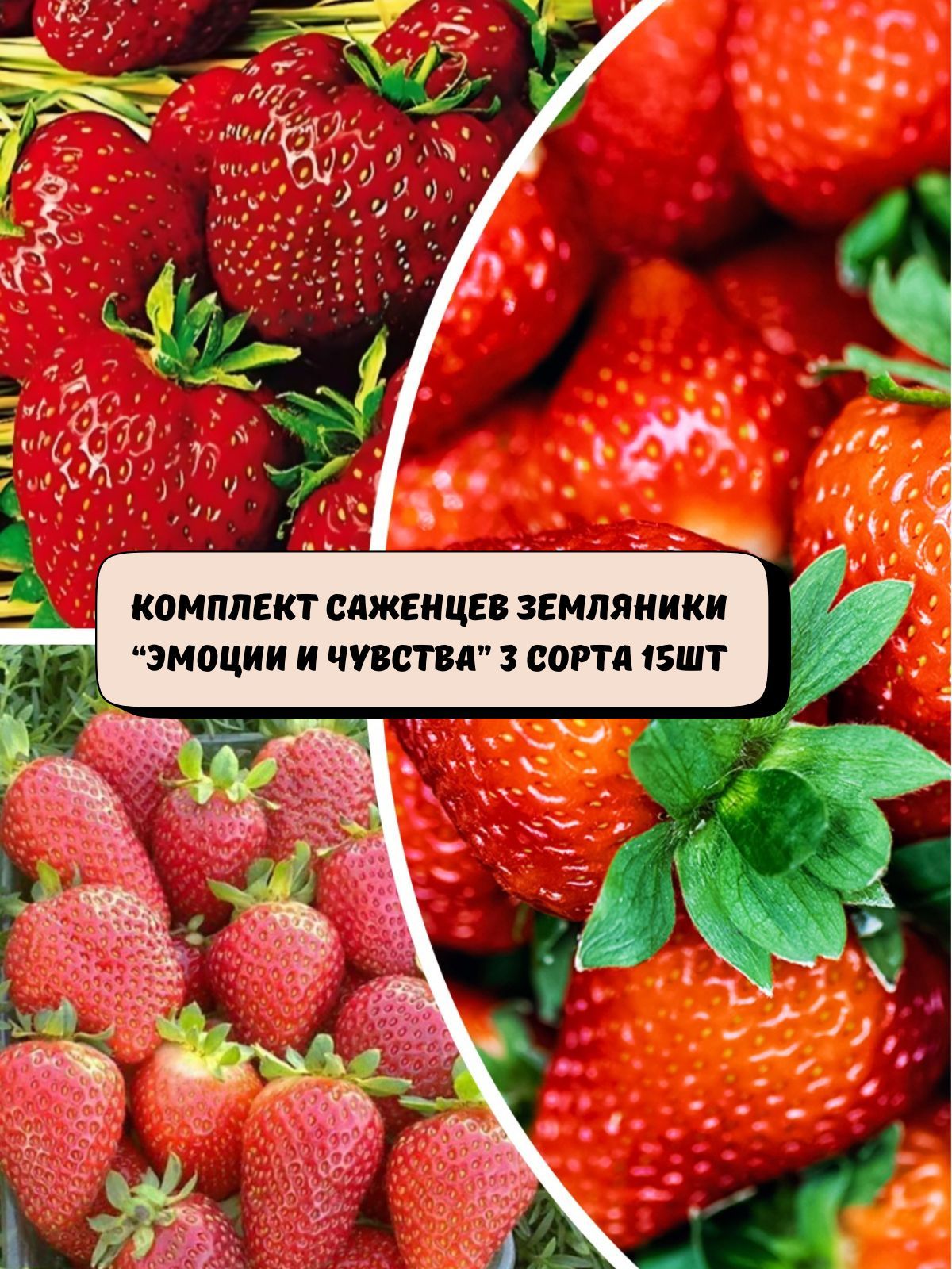 Комплектсаженцевземляники"Эмоцииичувства"3сортасаженцы15шт.