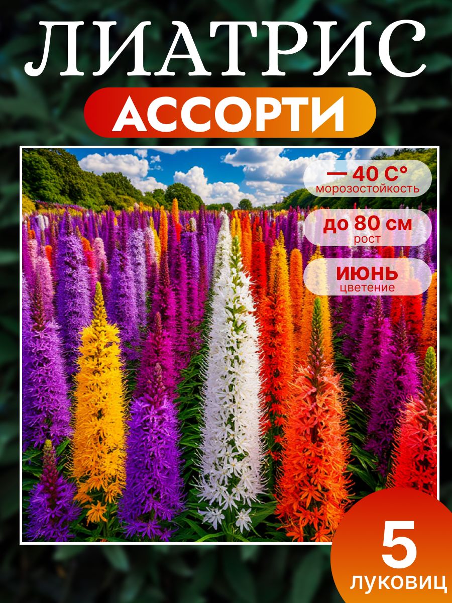 ЛиатрисколосковыйлуковицымноголетниесортАссорти2,5шт,РайскийСад