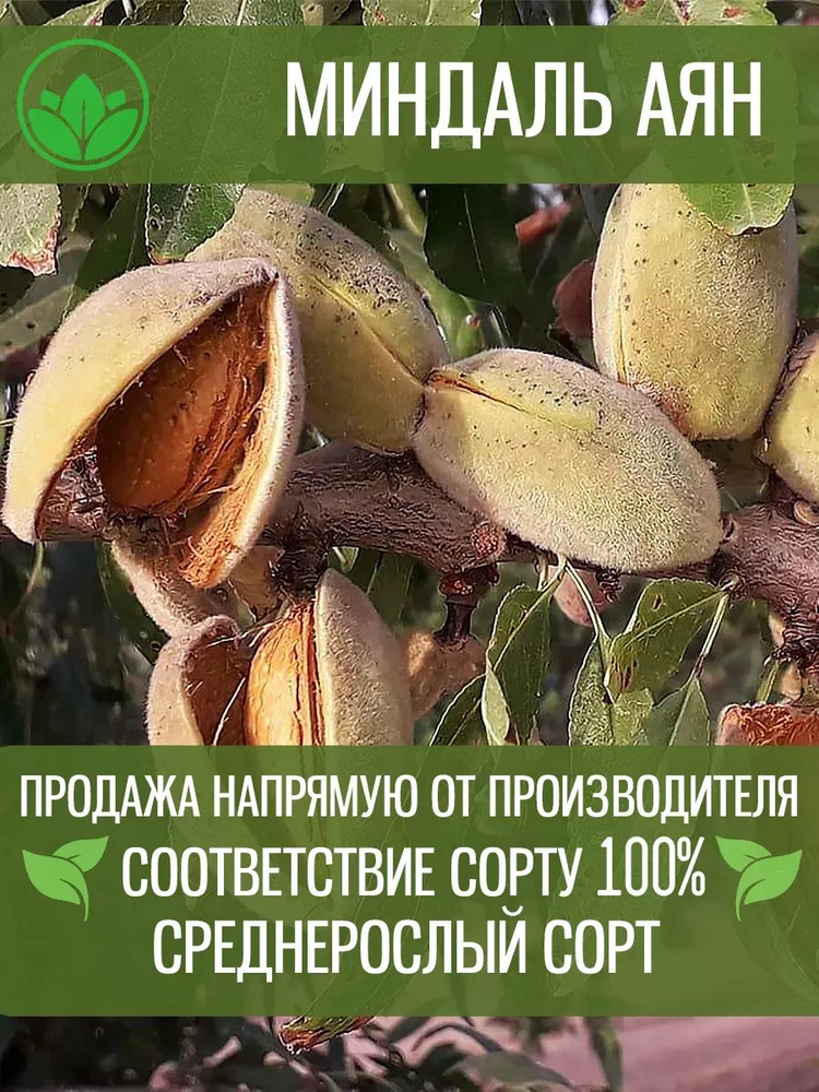 Миндаль Аян #1
