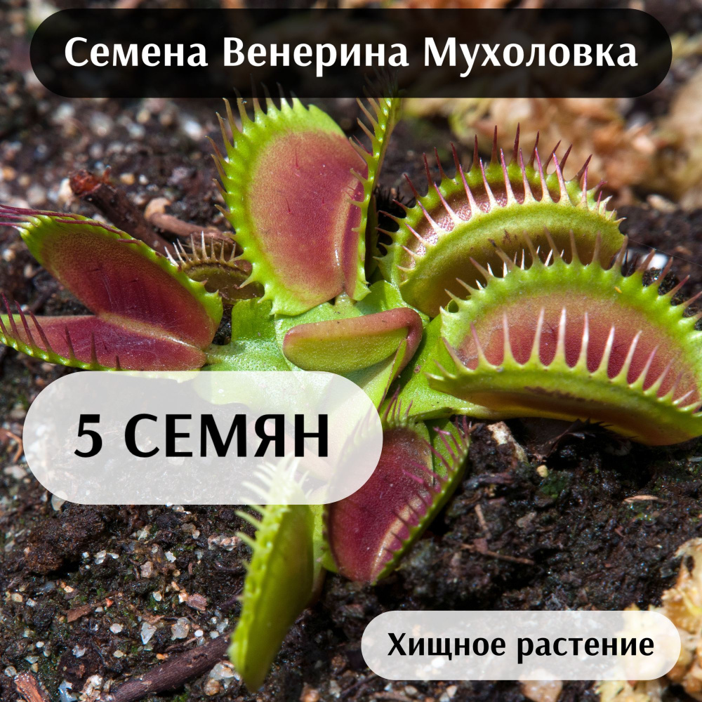 Венерина Мухоловка Семена 5шт., хищное растение (Dionaea muscipula)  #1