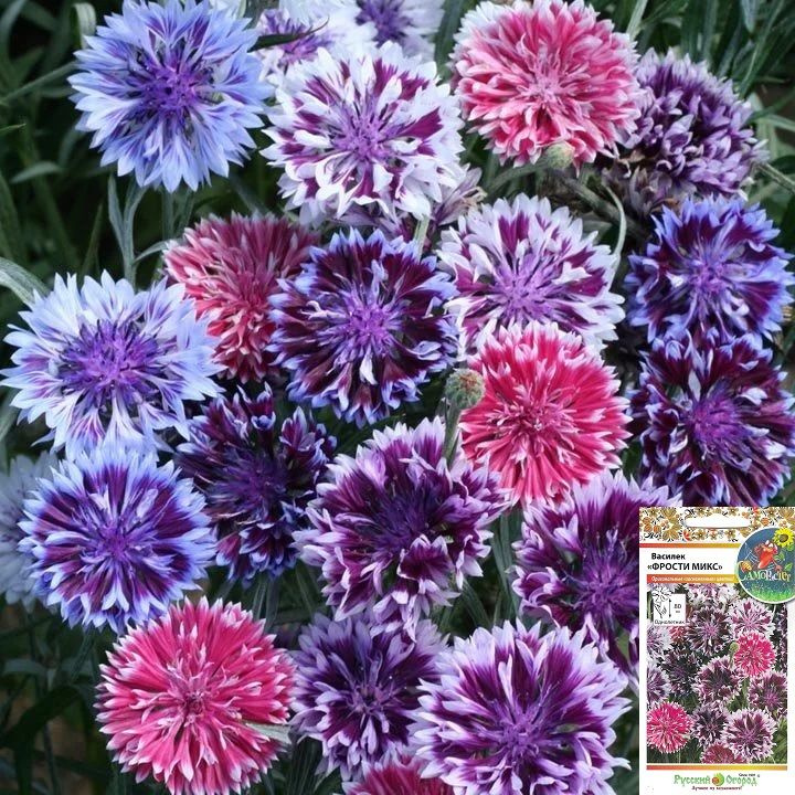 Василек Фрости микс, семена #1