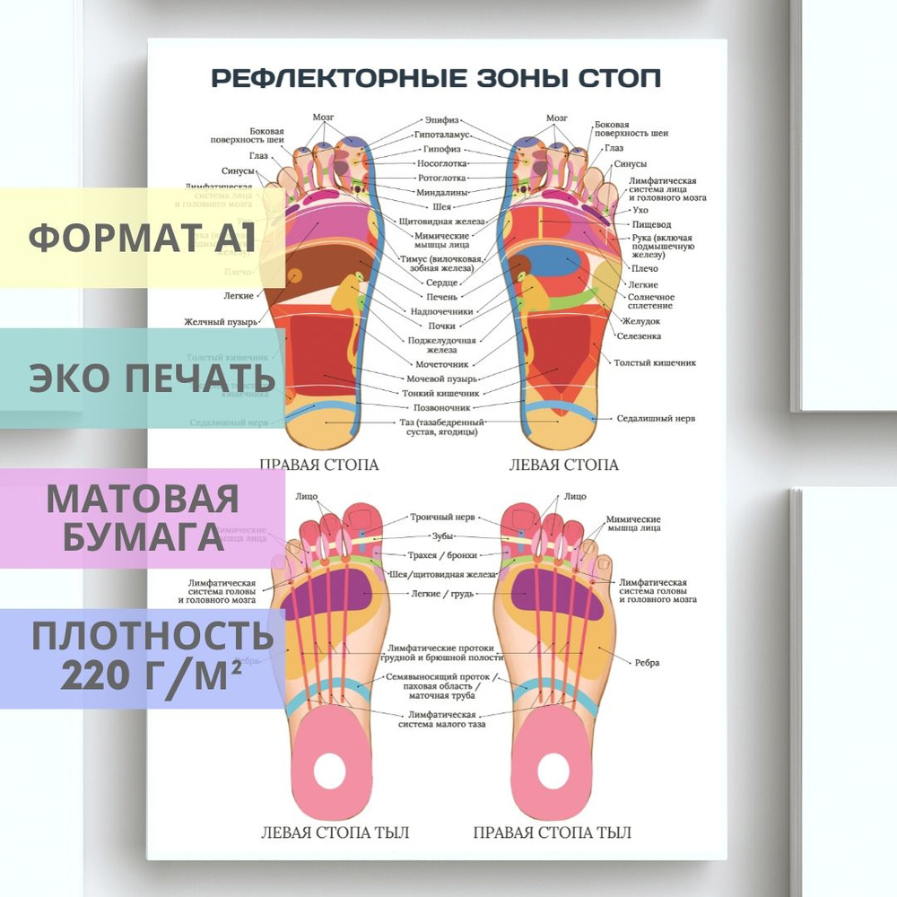 Плакат Рефлекторные зоны стоп для кабинета педикюра и подолога  #1