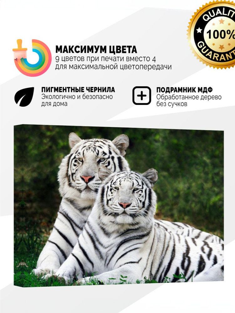 Картина на холсте 30x40 Белые тигры #1