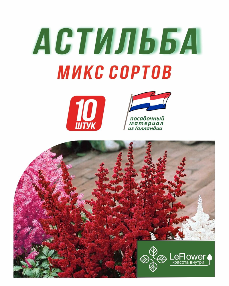 Корневище, Астильба микс сортов, 10 шт #1