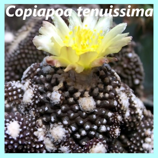 Семена кактуса Копиапоа - Copiapoa tenuissima (5 шт.) #1