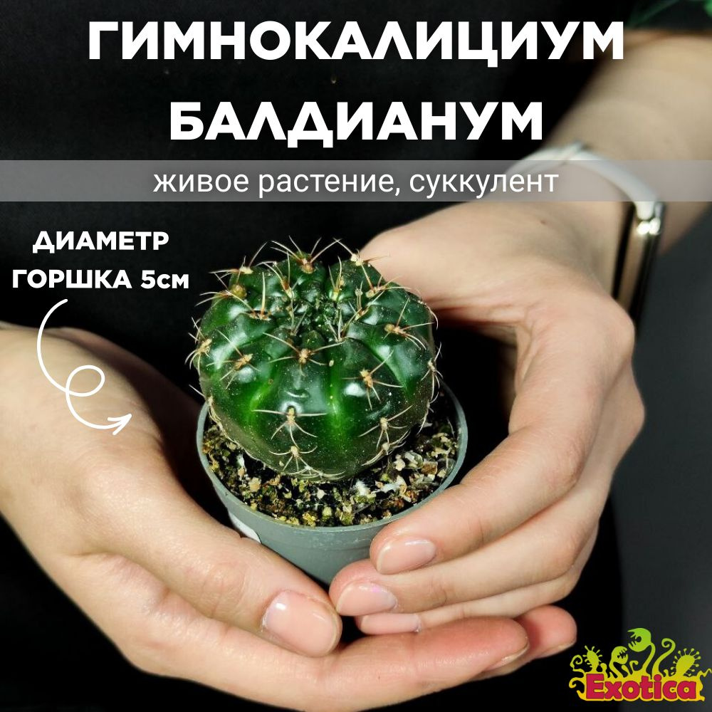 Гимнокалициум Балдианум (Gymnocalycium Baldnum) D5см #1