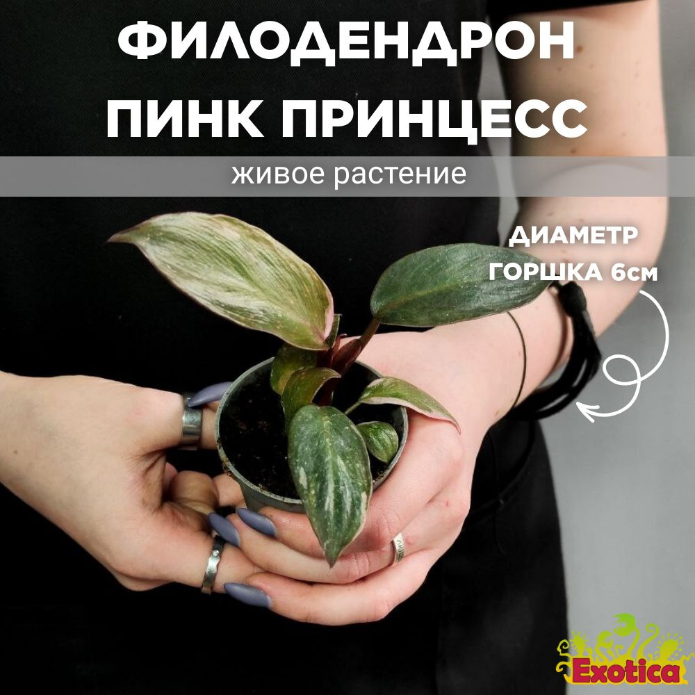 Филодендрон Пинк Принцесс, или Розовая Принцесса (Philodendron Pink Princess) D6см, комнатное растение #1