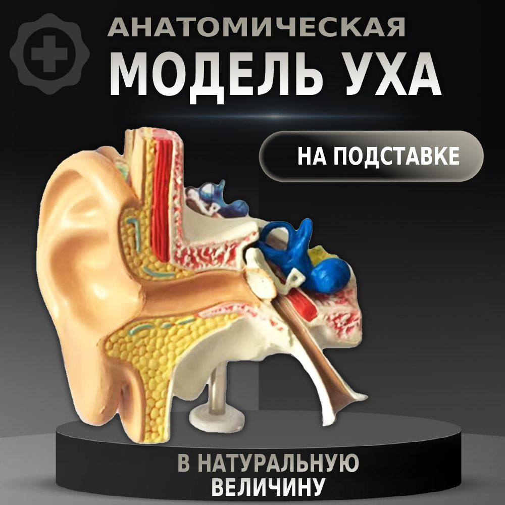 Модель уха 3 части (на подставке) ООО Медтехника Спб