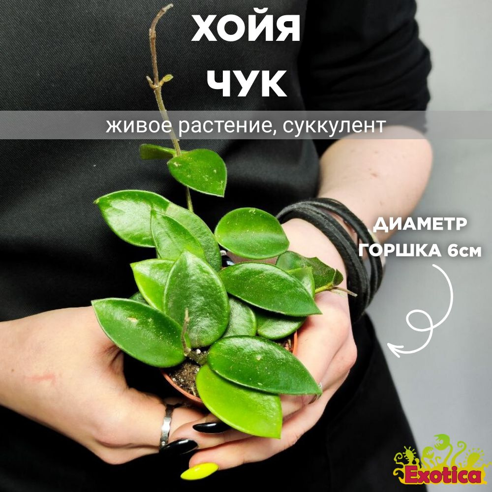 Хойя Чук (Hoya Chouke) D6см #1