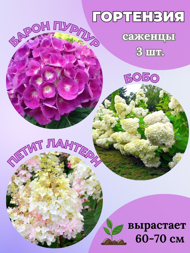 Magic Blooming Garden Клубни,0.9кг #1