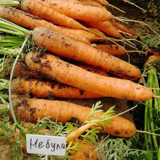 Небула F1 семена моркови, 10000 шт. (Bejo / ALEXAGRO). Высокоурожайный нантский гибрид для открытого #1