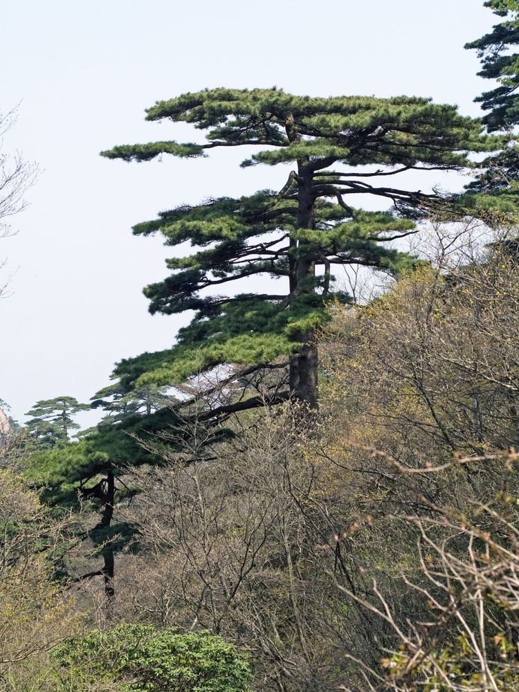 Семена Сосна Хуаньшаньская (Pinus hwangshanensis), 10 штук #1