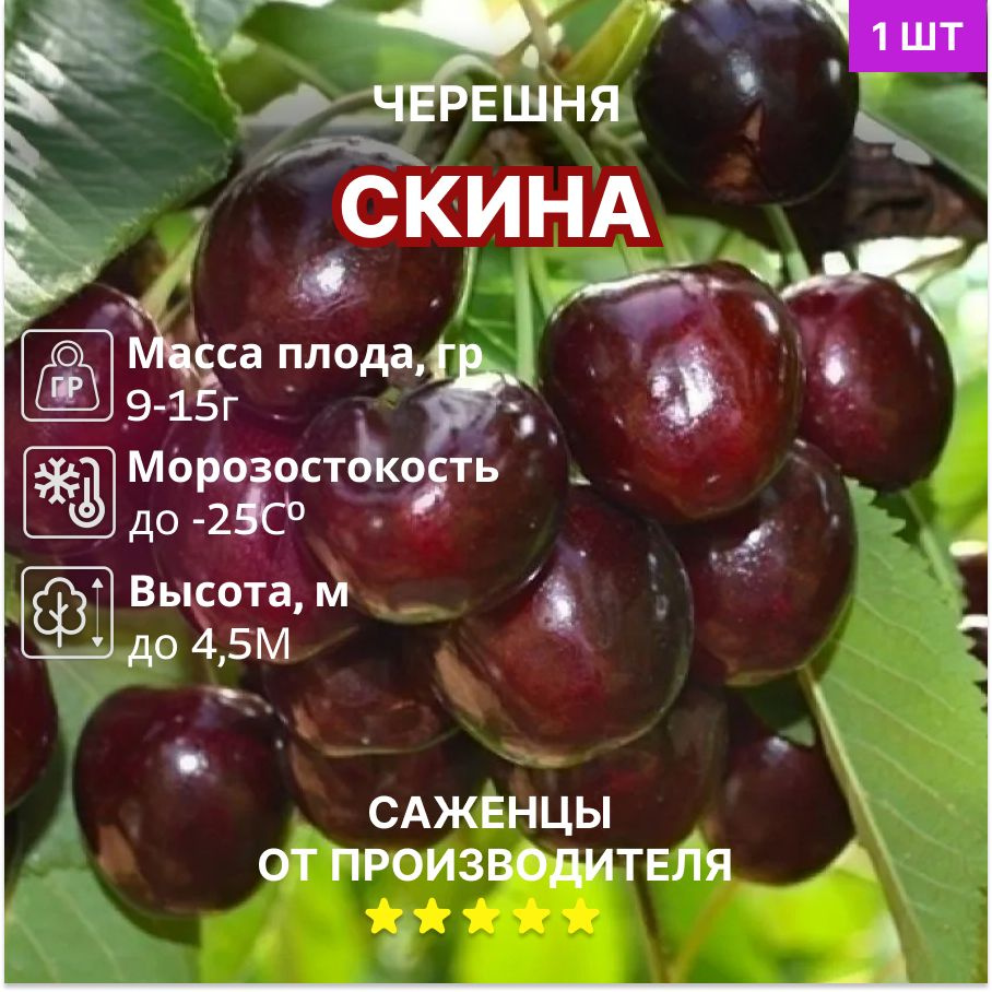 Черешня Скина #1