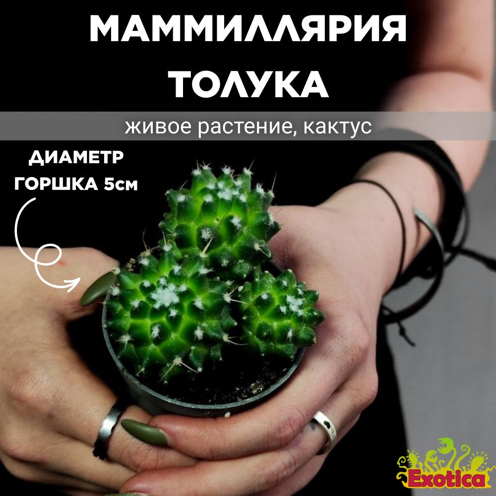 Кактус Маммиллярия Толука (Mammillaria Toluca) D5см #1