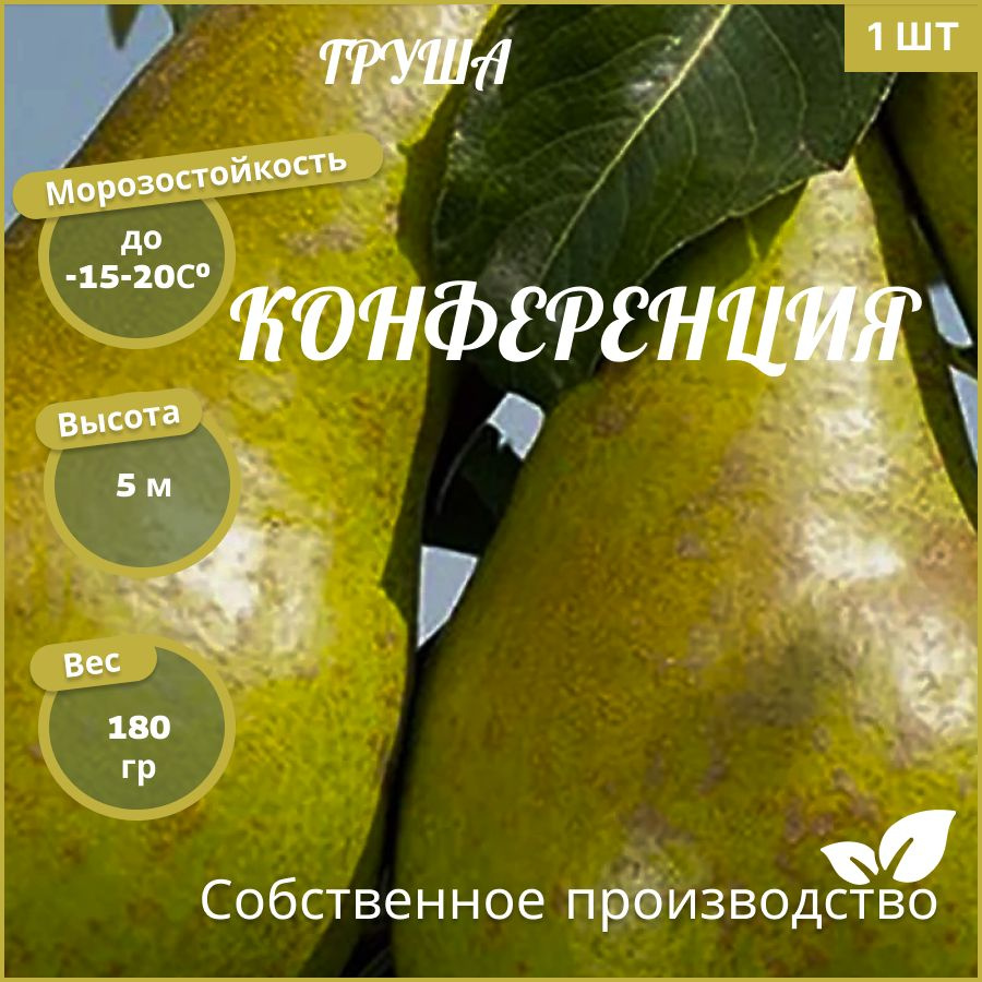 Груша Конференция #1