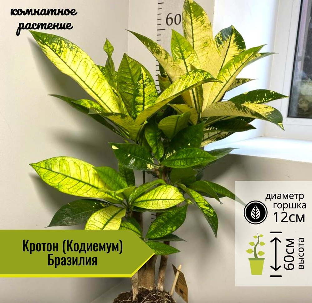 Кодиемум (Кротон) Бразилия, D12см H60см, 1шт, Нидерланды #1