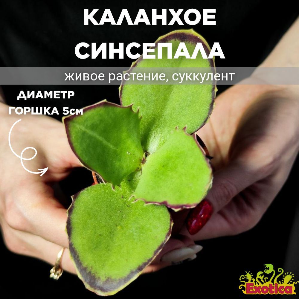 Каланхое Синсепала (Kalanchoe Synsepala) D5см #1