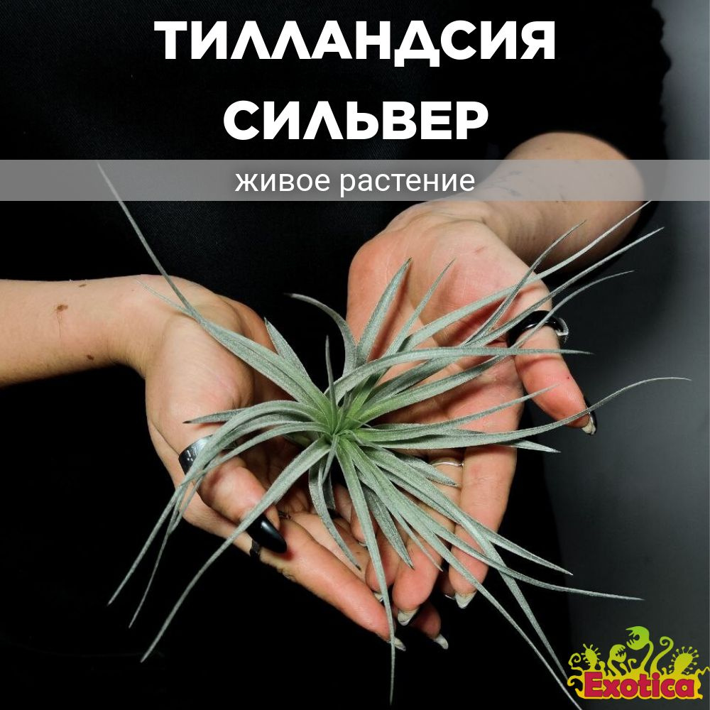 Атмосферная Тилландсия Сильвер (Tillandsia Silver) #1