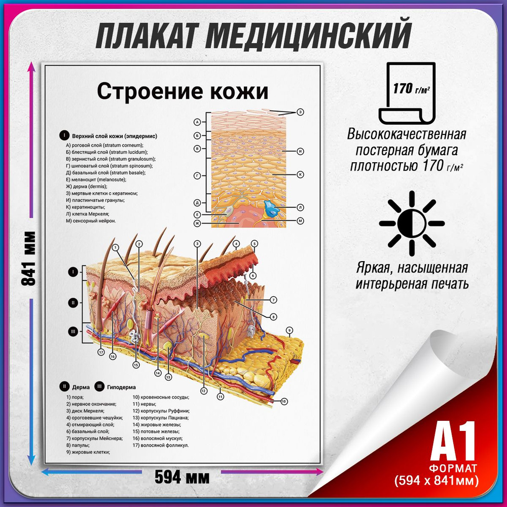 Информационный медицинский плакат "Строение кожи" / А-1 (60x84 см.)  #1